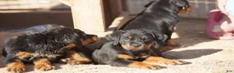 Rottweiler dogs for sale: Rottweiler F2 - Ad 21
