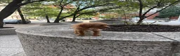 Cavapoo dogs for sale: Daisy - Ad 4