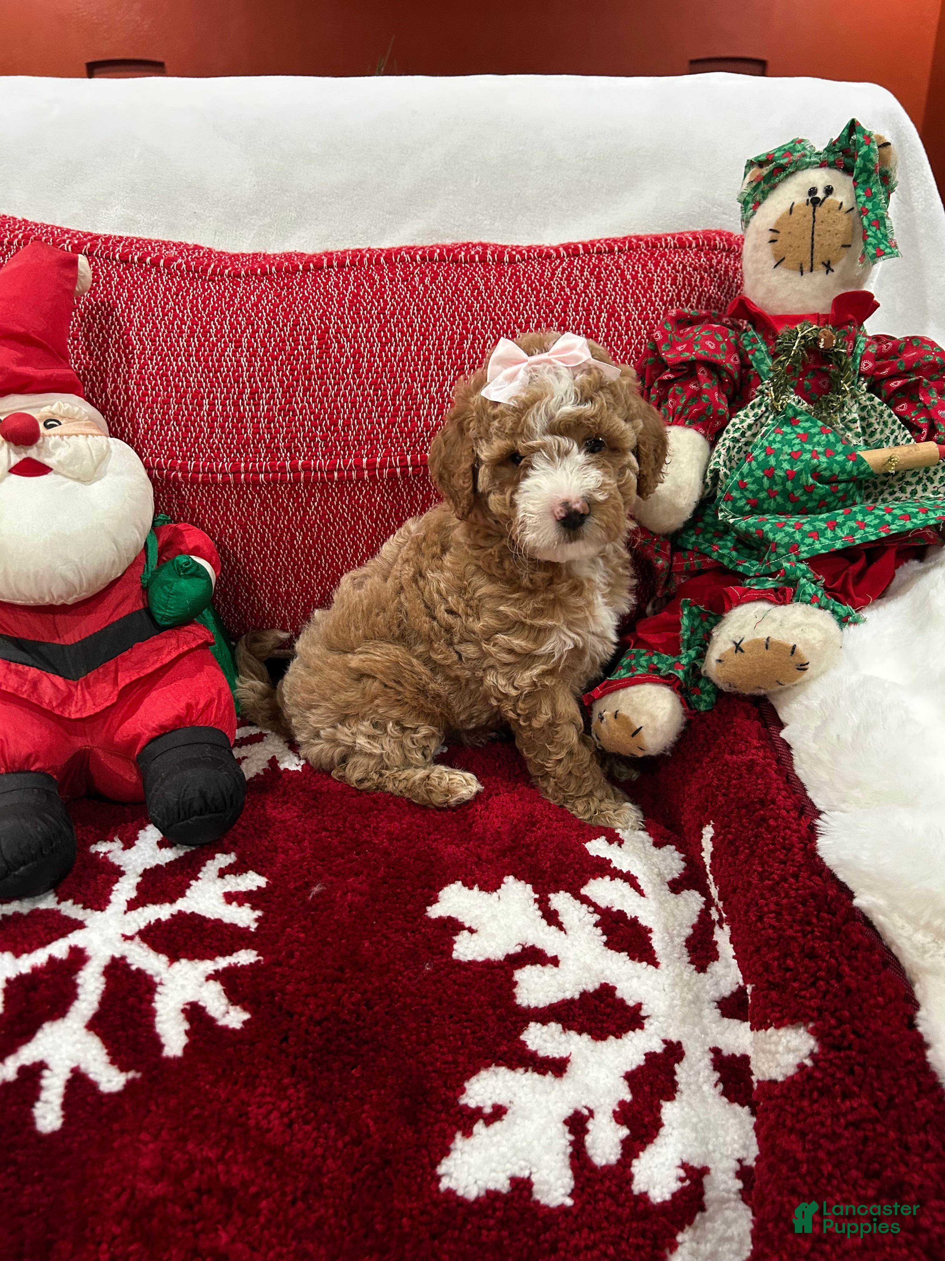 Mini Goldendoodle dogs Petite Tuxedo Mini Goldendoodle April - Ad 1