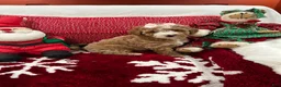 Mini Goldendoodle dogs for sale: Petite Tuxedo Mini Goldendoodle April - Ad 1