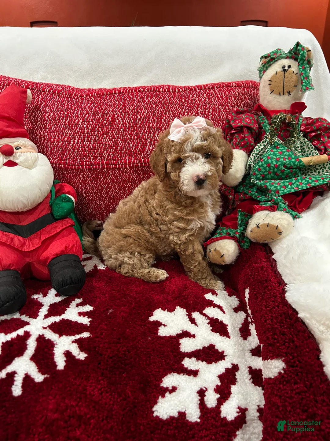 Mini Goldendoodle dogs for sale: Petite Tuxedo Mini Goldendoodle April - Ad 1