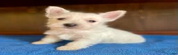 West Highland Terrier dogs for sale: Tootsie - Ad 1