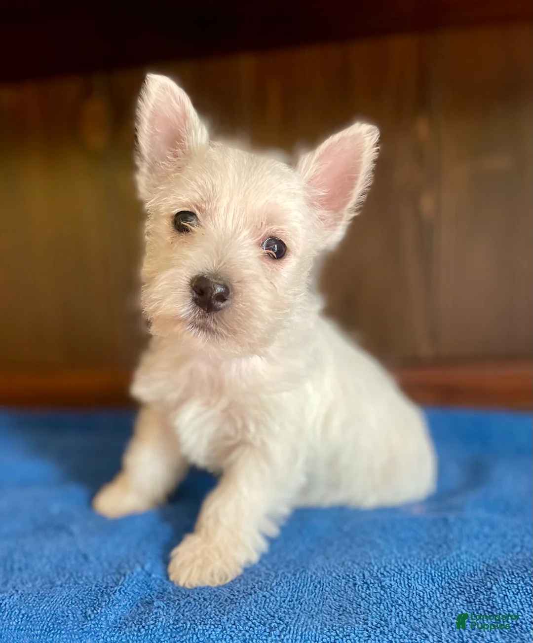 West Highland Terrier dogs for sale: Tootsie - Ad 1