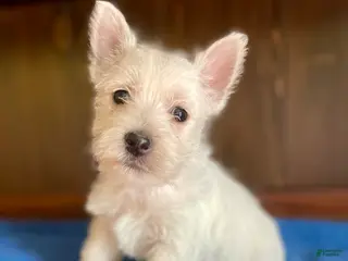 West Highland Terrier dogs Tootsie - Ad 29