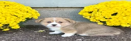 Welsh Corgi Pembroke dogs for sale: Snickers - Ad 5