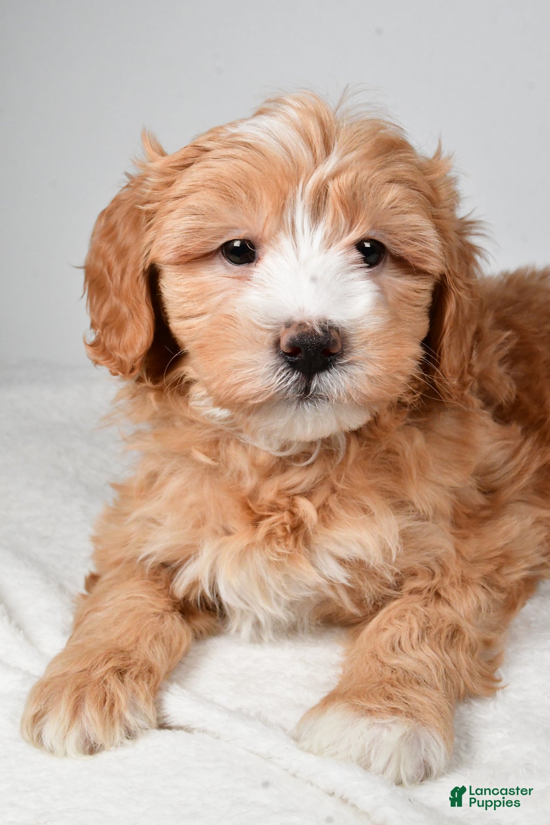 Mini Goldendoodle dogs for sale: Noelle - Ad 4