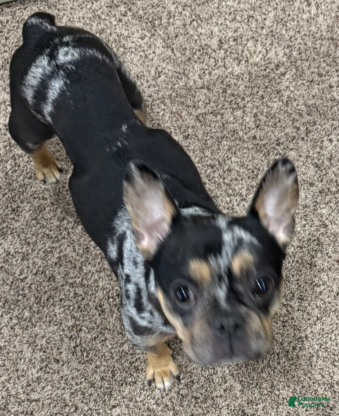 French Bulldog dogs for sale: Blessing - Ad 27