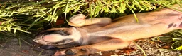 Mixed Breed dogs for sale: Girl 2 - Ad 2