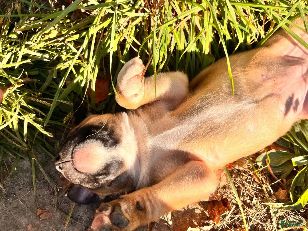 Mixed Breed dogs for sale: Girl 2 - Ad 2