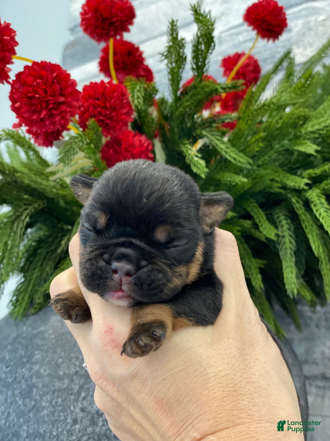 English Bulldog dogs for sale: Love - Ad 1