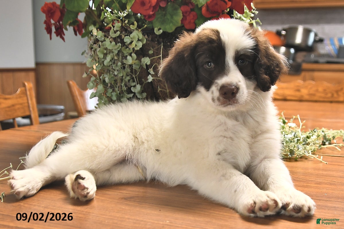 Portuguese Water Dog dogs Glen - Ad 2