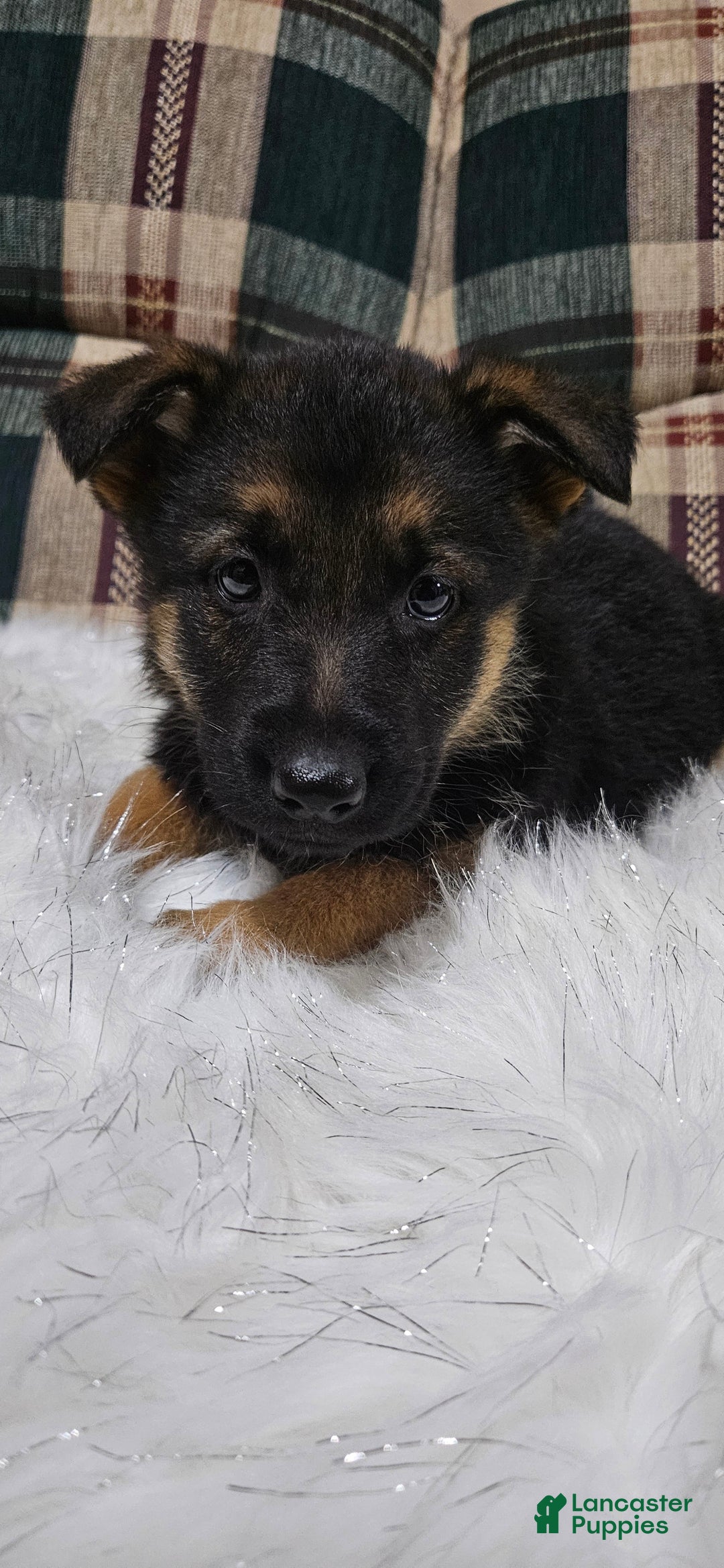 German Shepherd dogs for sale: Bella - Ad 9