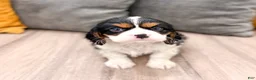 Cavalier King Charles Spaniel dogs for sale: Riley - Ad 1