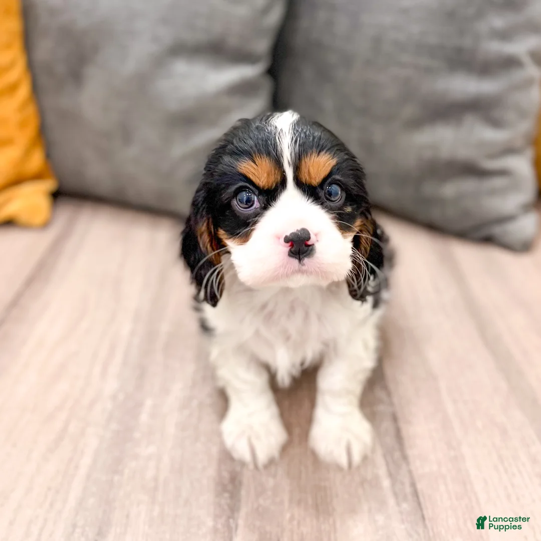 Cavalier King Charles Spaniel dogs for sale: Riley - Ad 1