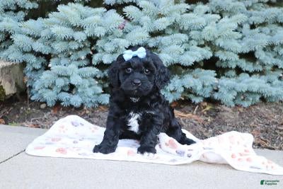 Cavapoo dogs Randall - Ad 1