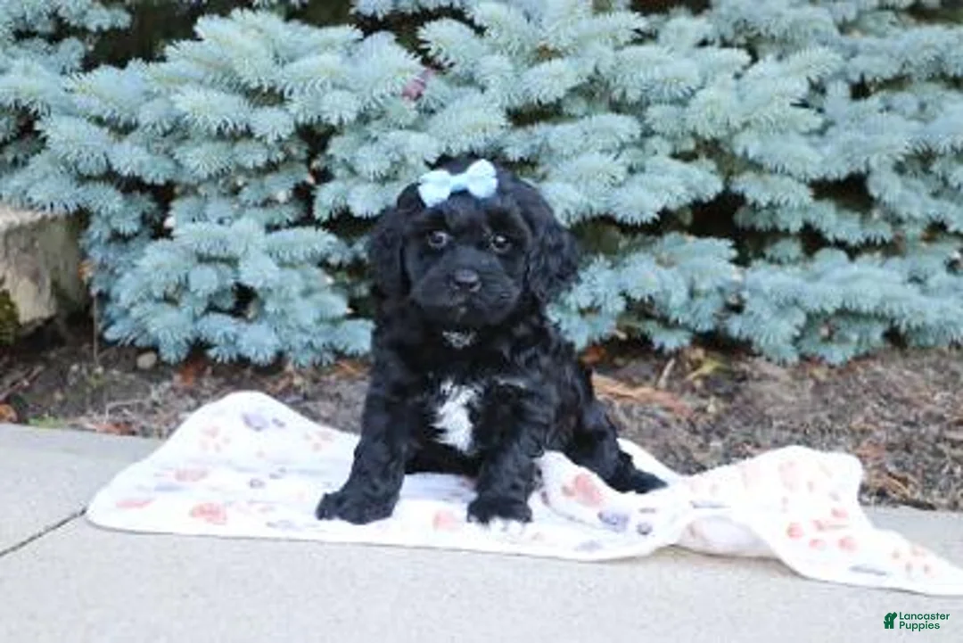 Cavapoo dogs for sale: Randall - Ad 1