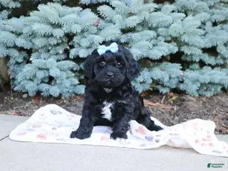 Cavapoo dogs for sale: Randall - Ad 1