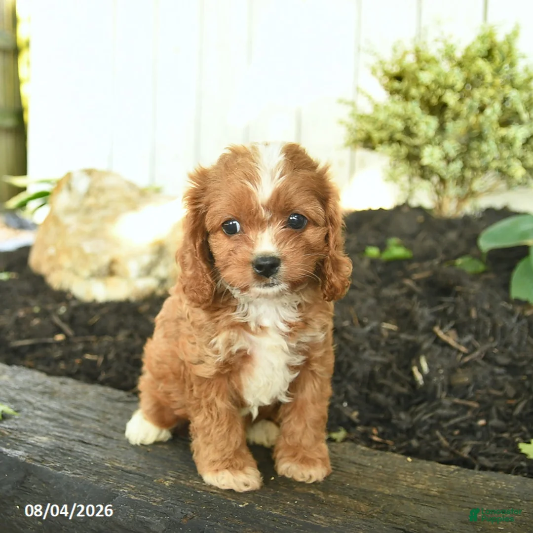 Cavapoo dogs for sale: Tilly - Ad 1