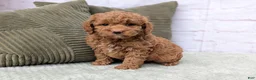Mini Goldendoodle dogs for sale: Sierra - Ad 6