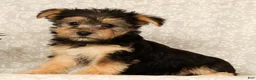 Yochon dogs for sale: Katie - Ad 5