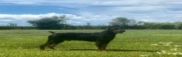 Doberman Pinscher dogs for sale: Female 1 - Ad 8