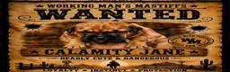 South African Boerboels dogs for sale: Calamity Jane - Ad 1