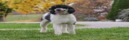 Bernedoodle dogs for sale:  Daisy🩷  - Ad 15