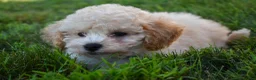Maltipoo dogs for sale: Franklin 🐶 - Ad 10