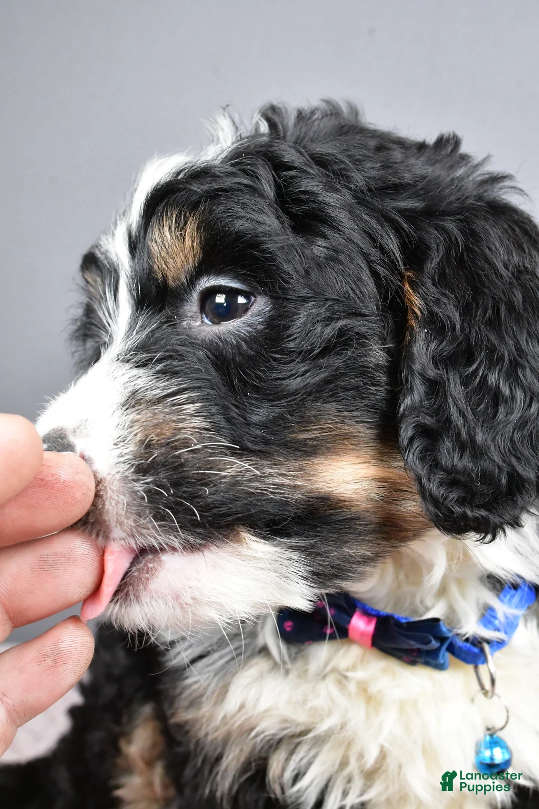 Mini Bernedoodle dogs for sale: Bryce - Ad 8