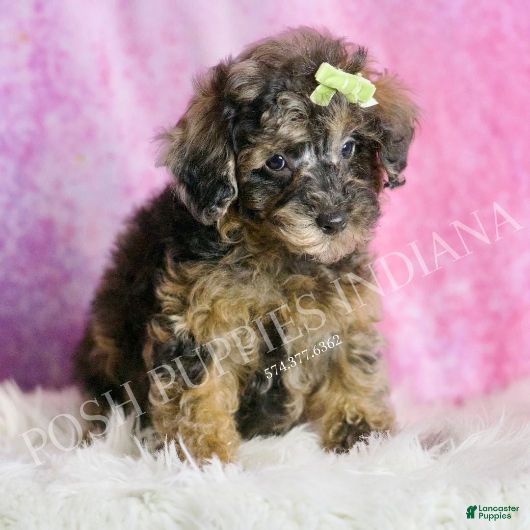Toy Poodle dogs for sale: Mattie  - Ad 4
