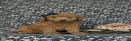 Miniature Poodle dogs for sale: Shiloh - Ad 3