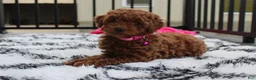 Miniature Poodle dogs for sale: Sally - Ad 3