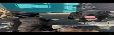 Cane Corso 5