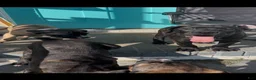 Cane Corso dogs for sale: Cane Corso 5 - Ad 1