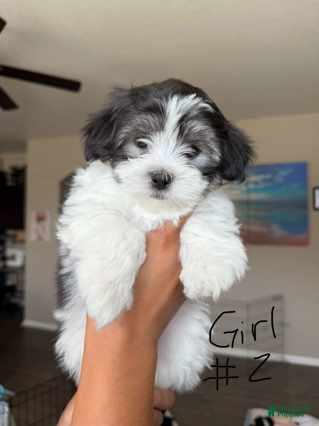 Malshi dogs for sale: Malshi 4 - Ad 1