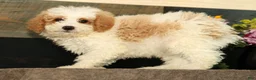 Miniature Poodle dogs for sale: Lincoln - Ad 5