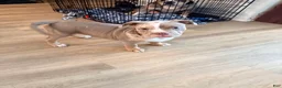 American Bully dogs for sale: Bruno - Ad 2