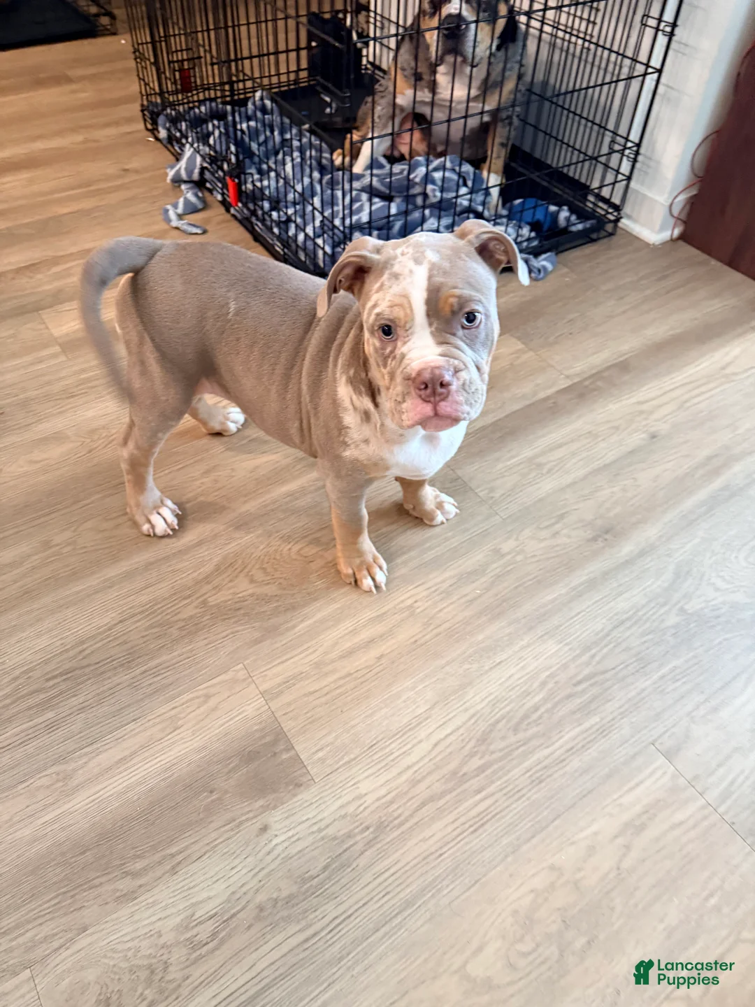 American Bully dogs for sale: Bruno - Ad 2