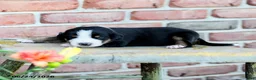 Greater Swiss Mountain Dog dogs for sale: Klara - Ad 3