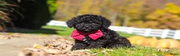 Cavapoo dogs for sale: Quinn - Ad 4