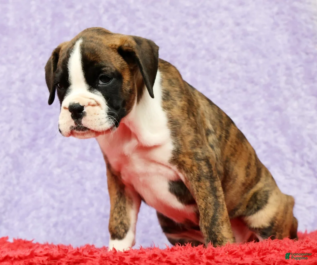 Boxer dogs for sale: Rose - Ad 2