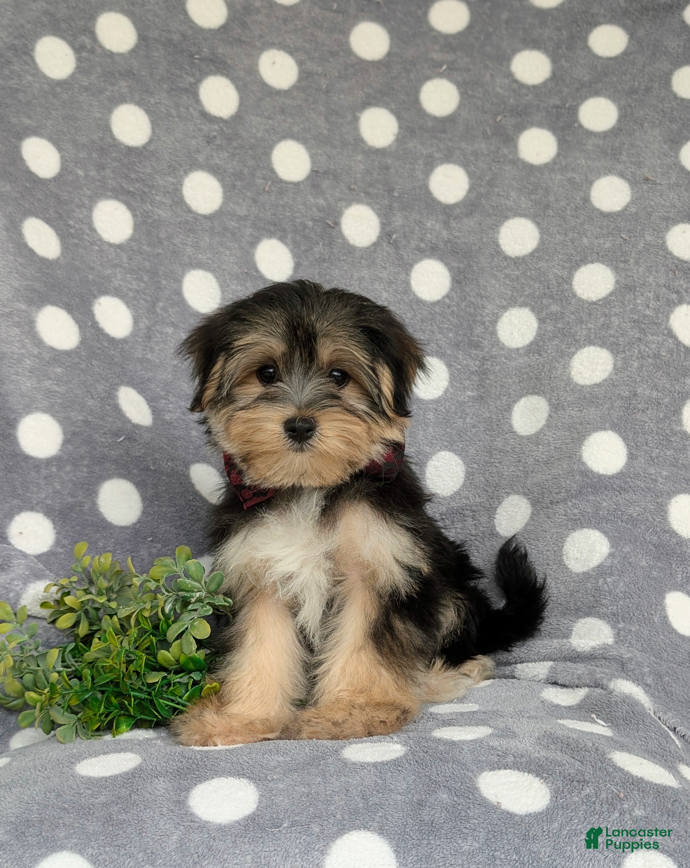 Morkie dogs Rafe 6 lbs Full Grown - Ad 2
