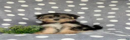 Morkie dogs for sale: Rafe 6 lbs Full Grown - Ad 4