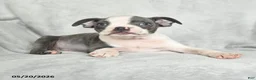 Boston Terrier dogs for sale: Teddy - Ad 3