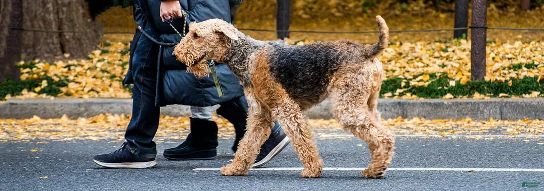 Airedale Terrier dogs for sale: Oscar - Ad 1