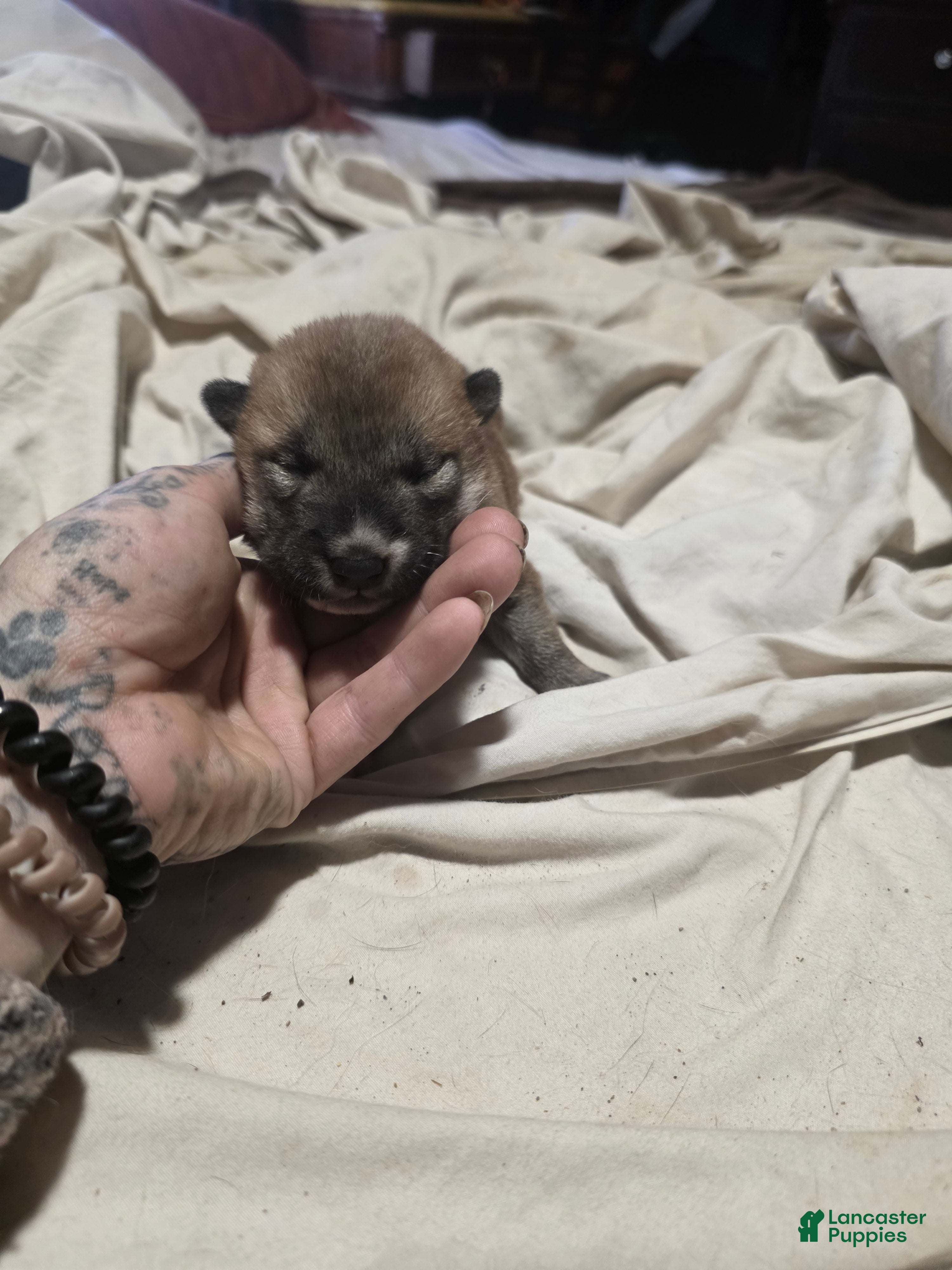 Shiba Inu dogs Shiba Inu Puppy 1 - Ad 1