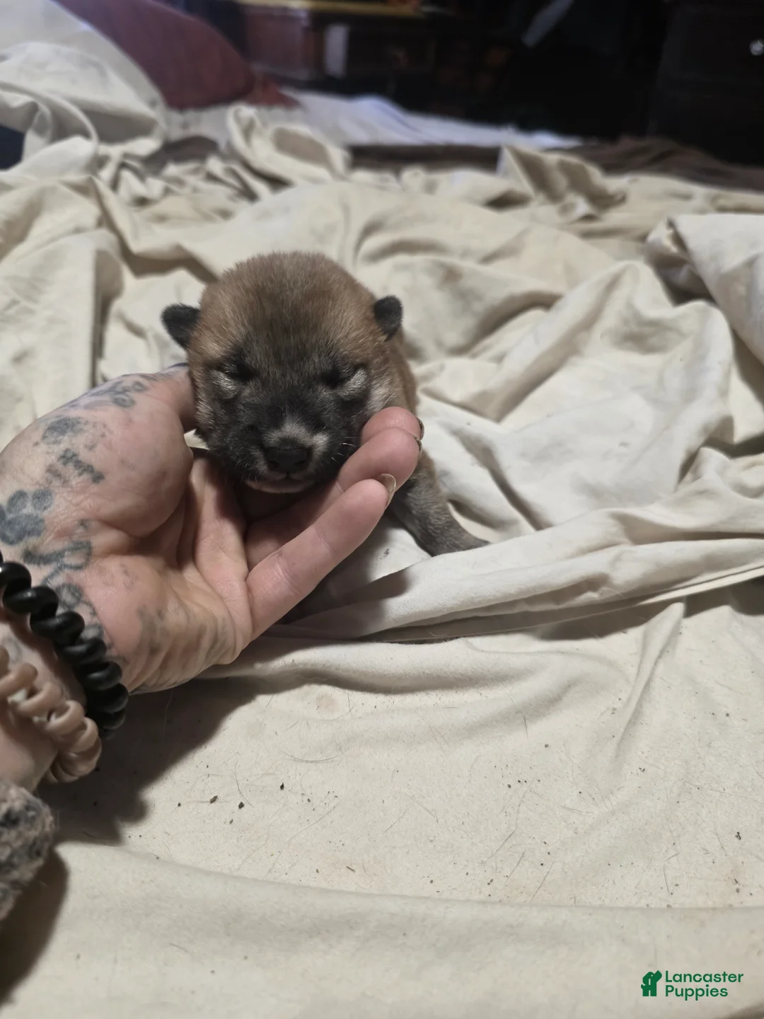 Shiba Inu dogs for sale: Shiba Inu Puppy 1 - Ad 1