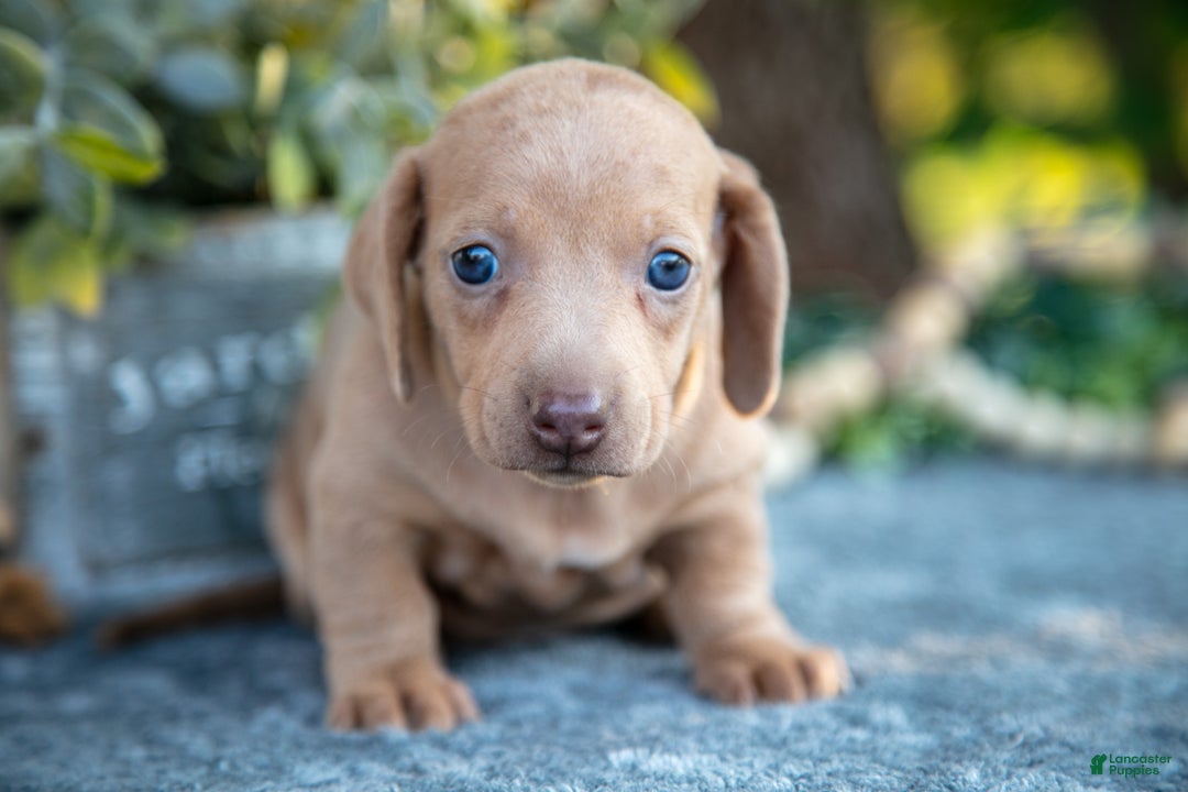 Miniature Dachshund dogs for sale: Bess - Ad 5
