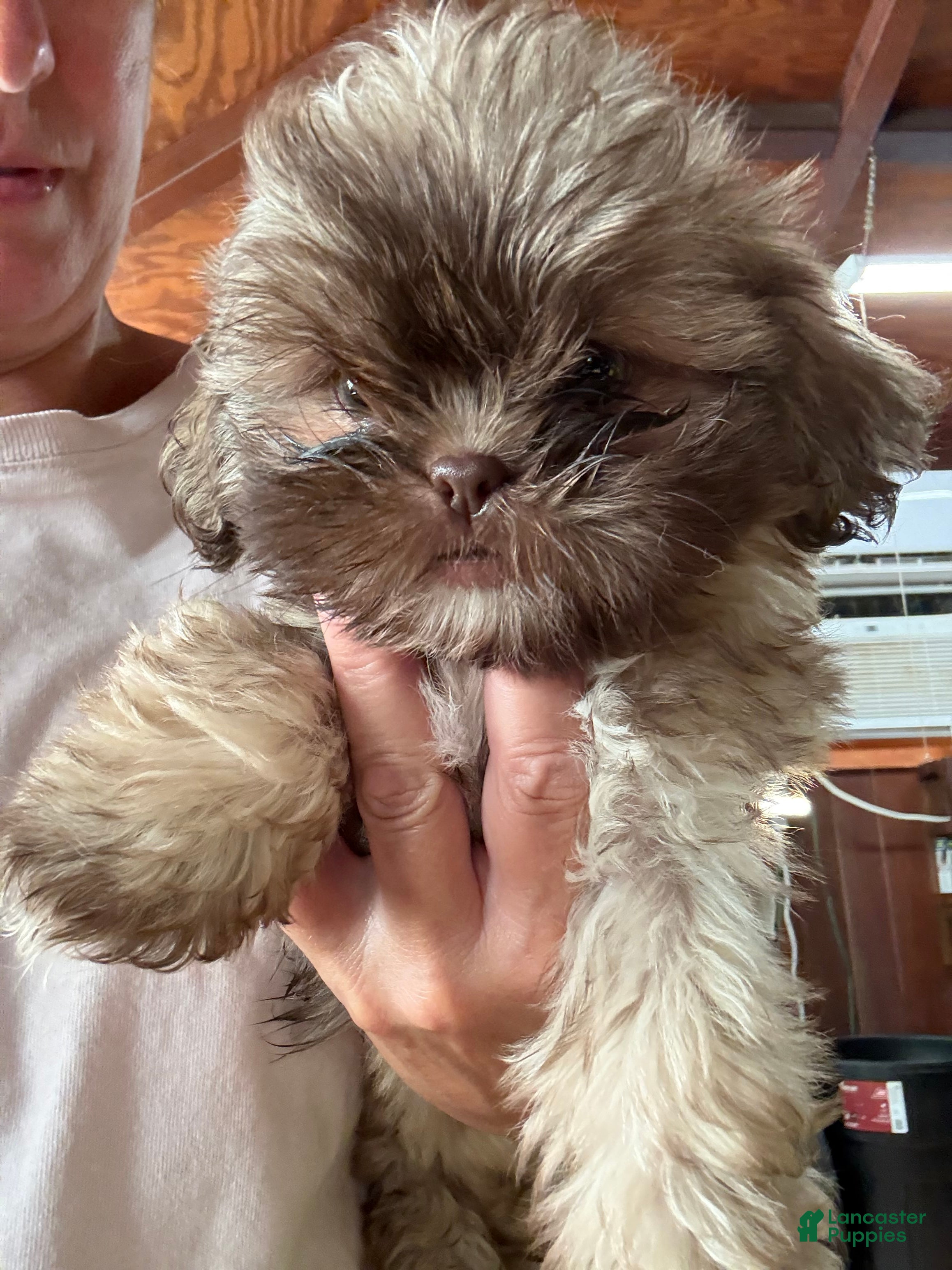 Shih Tzu dogs Shih Tzu 3 - Ad 2