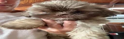 Shih Tzu dogs for sale: Shih Tzu 3 - Ad 2